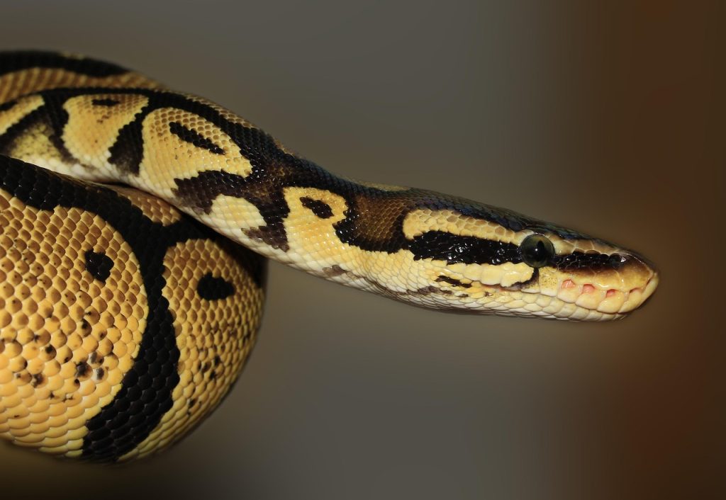 The 10 Best Advanced Python Automation Scripts For Daily Efficiency