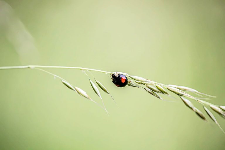 The 10 Best Digital Minimalism Facts for Reclaiming Focus