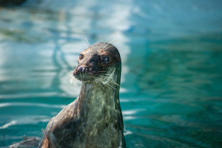 The 10 Best Evolutionary Biology Adaptations in Mammals