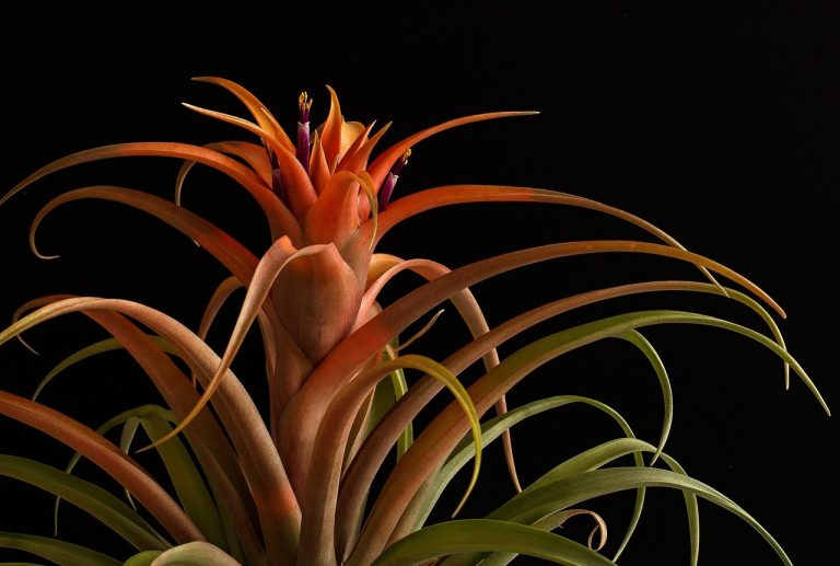 The 10 Best Houseplants That Naturally Filter Indoor Air