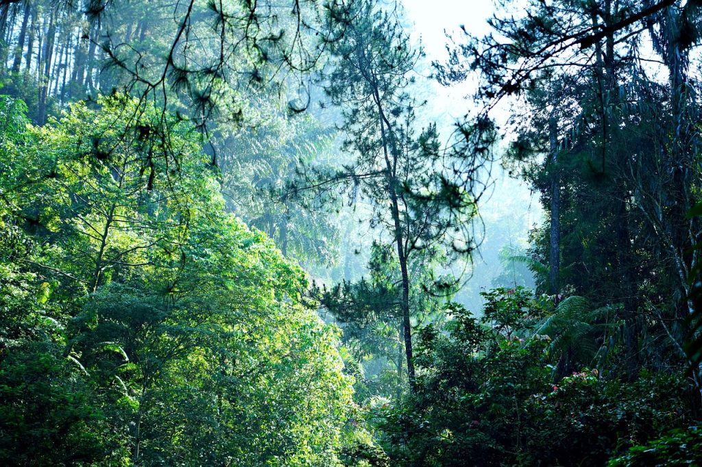 The 10 Best Zip-Lining Canopy Tours Through Tropical Jungles