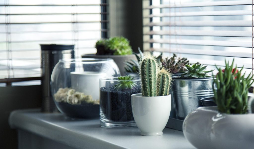 The 8 Best Indoor Houseplants That Require Zero Effort to Keep Alive