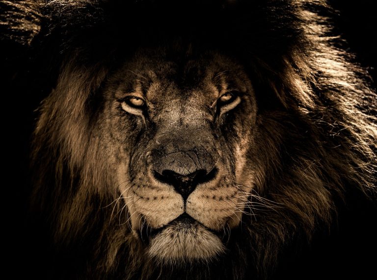 The 8 Best Wildlife Safari Destinations to See Majestic Animals