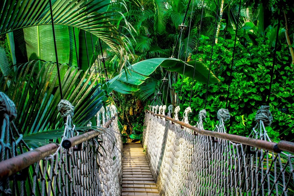 The Top 6 Deep Forest Canopy Walking Bridge Adventure Parks You Must Visit!