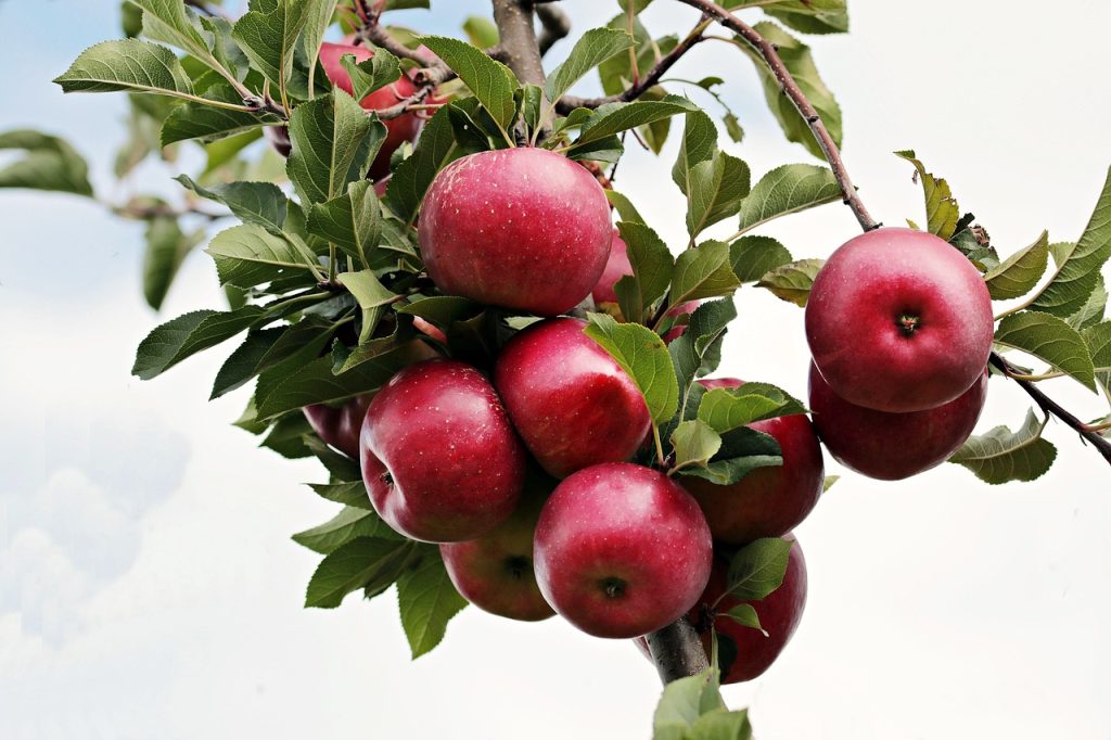 Top 5 Autumn Apple Orchard and Cider Mill Travel Stops