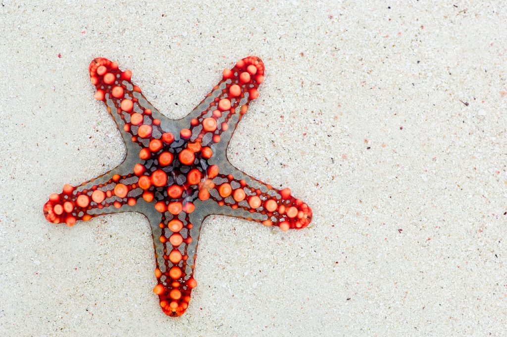 Pixabay