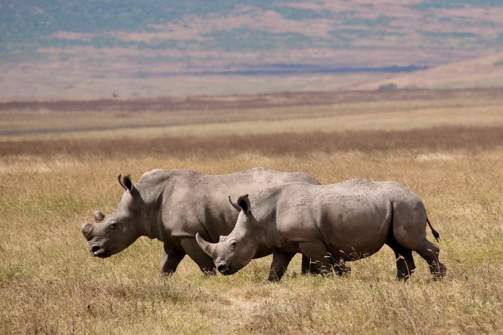 Top 5 National Biodiversity and Habitat Conservation Acts You Should Know