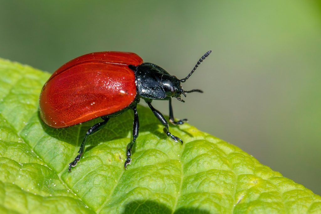 Top 5 Natural Pest Control Methods Without Harsh Chemicals