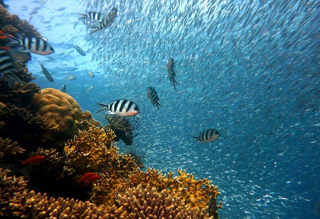 Top 6 Coral Reef Snorkeling Sanctuary Marine Parks You Must Visit