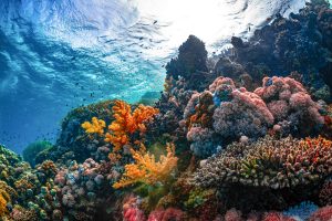 Top 6 Groundbreaking Research Papers on Deep-Sea Coral Microbiomes