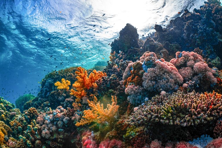 Top 6 Groundbreaking Research Papers on Deep-Sea Coral Microbiomes