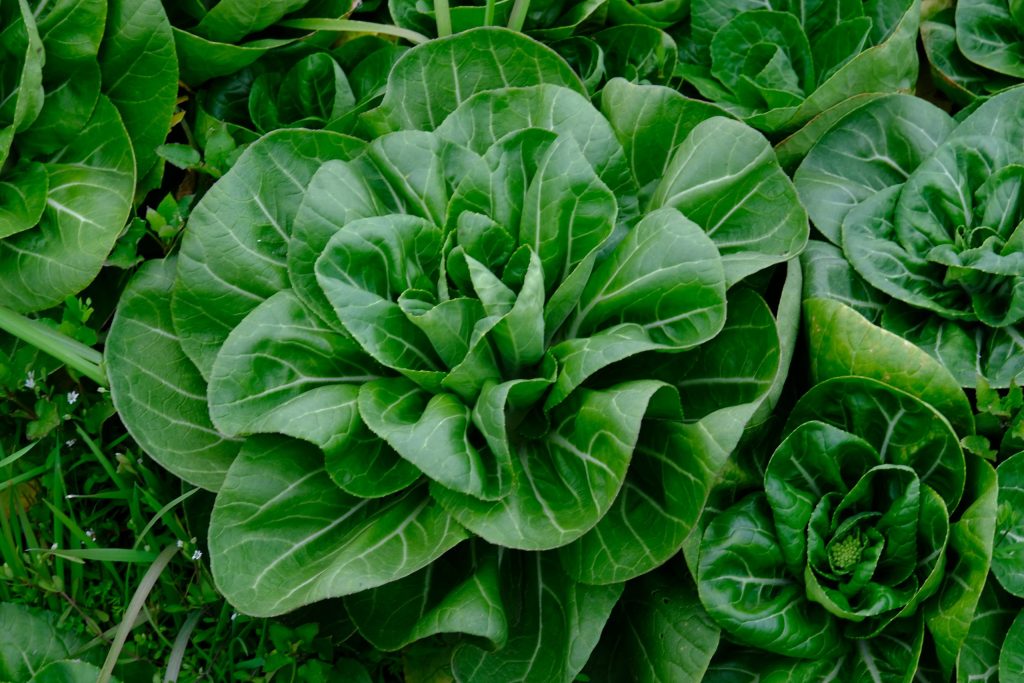 Top 6 Spring Foraging Practices for Fresh Wild Greens