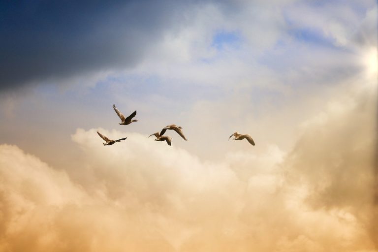 Top 7 Cloud Migration Strategies for Traditional Businesses
