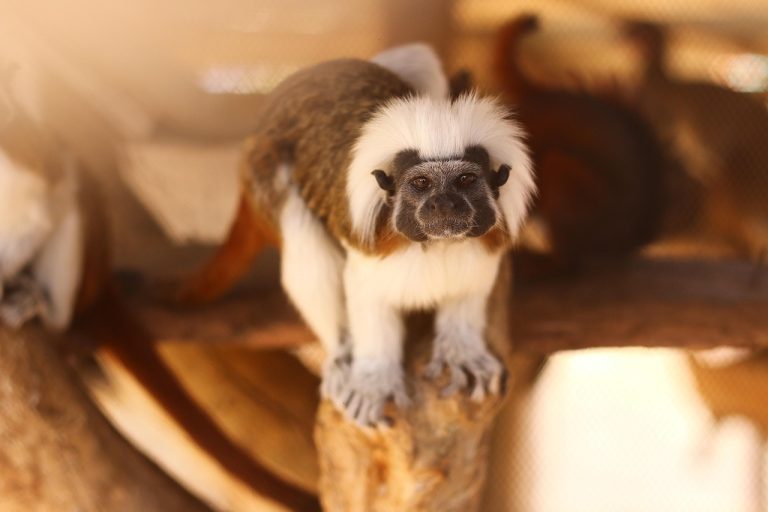 Top 7 Ethical Animal Sanctuary Visit Experiences for Travelers